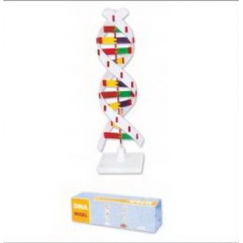 DNA ACTIVITY MODEL